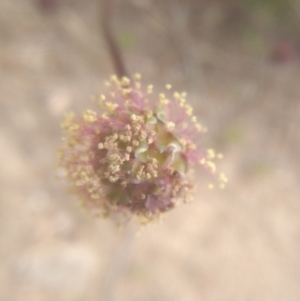 Sanguisorba minor at Dairymans Plains, NSW - 23 Nov 2022