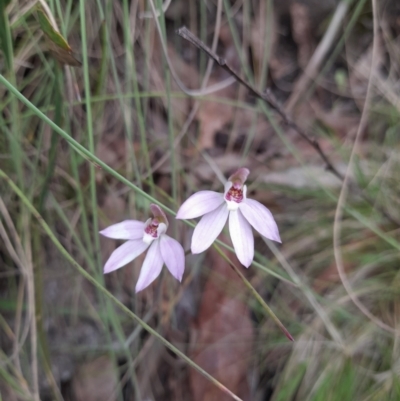 Caladenia carnea (Pink Fingers) at Cotter River, ACT - 18 Nov 2022 by skcjones