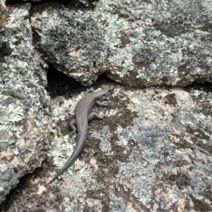 Egernia saxatilis intermedia at Cotter River, ACT - 18 Nov 2022