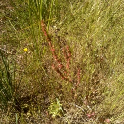 Rumex acetosella (Sheep Sorrel) at Cooma North Ridge Reserve - 23 Nov 2022 by mahargiani