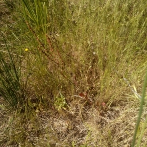 Rumex acetosella at Cooma, NSW - 24 Nov 2022