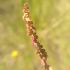 Rumex acetosella at Cooma, NSW - 24 Nov 2022