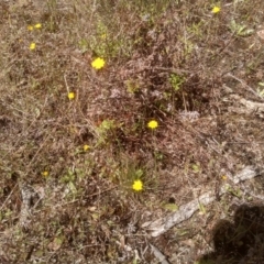 Hypochaeris glabra (Smooth Catsear) at Cooma North Ridge Reserve - 23 Nov 2022 by mahargiani