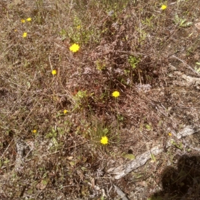 Hypochaeris glabra (Smooth Catsear) at Cooma North Ridge Reserve - 23 Nov 2022 by mahargiani