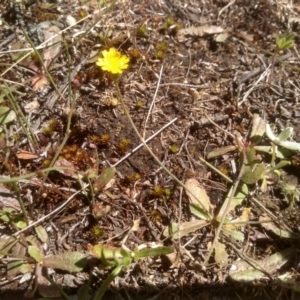 Hypochaeris glabra at Cooma, NSW - 24 Nov 2022