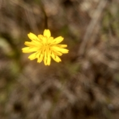 Hypochaeris glabra at Cooma, NSW - 24 Nov 2022