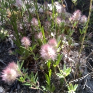 Trifolium arvense at Cooma, NSW - 24 Nov 2022