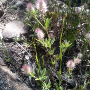 Trifolium arvense at Cooma, NSW - 24 Nov 2022 11:03 AM