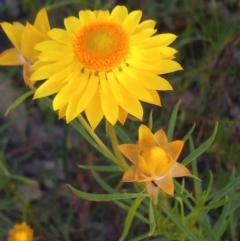 Xerochrysum viscosum (Sticky Everlasting) at Kambah, ACT - 24 Nov 2022 by MichaelBedingfield