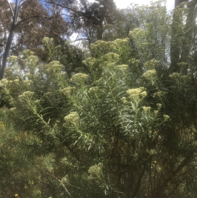 Cassinia longifolia (Shiny Cassinia, Cauliflower Bush) at Kambah, ACT - 24 Nov 2022 by Lovey