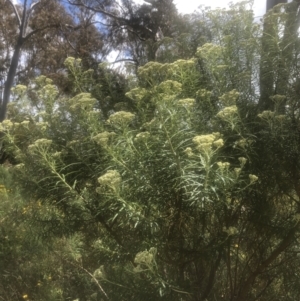 Cassinia longifolia at Kambah, ACT - 24 Nov 2022