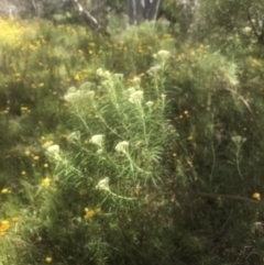 Cassinia longifolia at Kambah, ACT - 24 Nov 2022