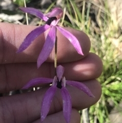 Caladenia congesta (Pink Caps) at Black Mountain - 24 Nov 2022 by MattFox