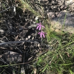 Caladenia congesta at Acton, ACT - suppressed