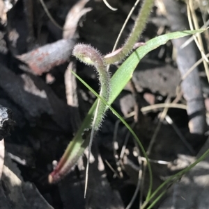 Caladenia congesta at Acton, ACT - suppressed