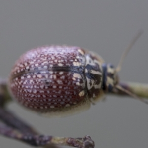 Paropsisterna decolorata at Scullin, ACT - 19 Nov 2022