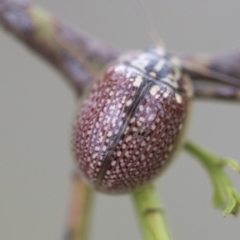 Paropsisterna decolorata at Scullin, ACT - 19 Nov 2022