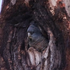 Callocephalon fimbriatum (Gang-gang Cockatoo) at Hughes, ACT - 24 Nov 2022 by LisaH