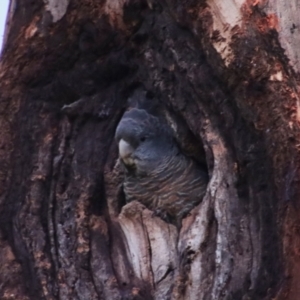 Callocephalon fimbriatum at Hughes, ACT - suppressed