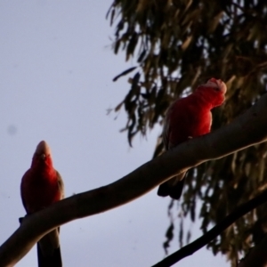 Callocephalon fimbriatum at Hughes, ACT - suppressed