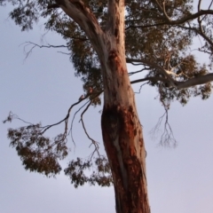 Callocephalon fimbriatum at Hughes, ACT - suppressed