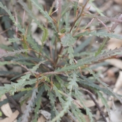 Banksia sp. at Scullin, ACT - 19 Nov 2022 by AlisonMilton