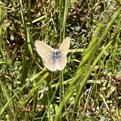Zizina otis (Common Grass-Blue) at Molonglo Valley, ACT - 24 Nov 2022 by KMcCue