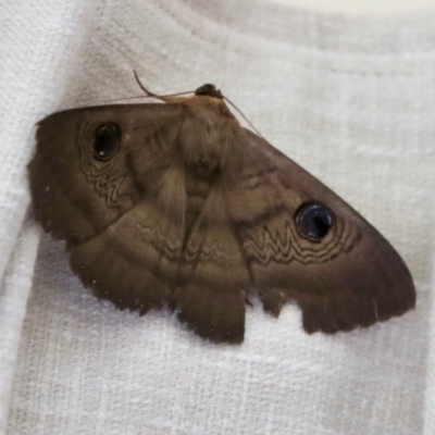 Dasypodia selenophora (Southern old lady moth) at Hughes, ACT - 20 Nov 2022 by LisaH