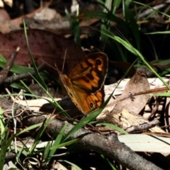 Heteronympha merope (Common Brown Butterfly) at Aranda Bushland - 23 Nov 2022 by KMcCue