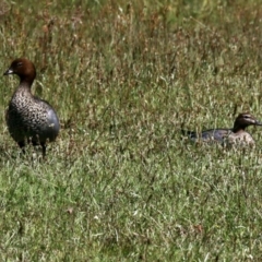 Chenonetta jubata (Australian Wood Duck) at Molonglo Valley, ACT - 24 Nov 2022 by KMcCue