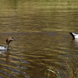 Chenonetta jubata at Molonglo Valley, ACT - 24 Nov 2022