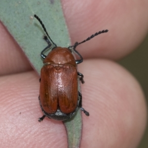 Aporocera (Aporocera) haematodes at Scullin, ACT - 19 Nov 2022 02:24 PM