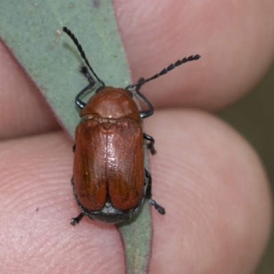 Aporocera (Aporocera) haematodes (A case bearing leaf beetle) at Scullin, ACT - 19 Nov 2022 by AlisonMilton