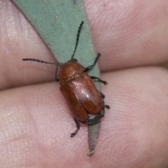 Aporocera (Aporocera) haematodes at Scullin, ACT - 19 Nov 2022