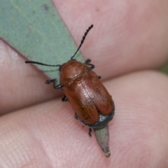 Aporocera (Aporocera) haematodes at Scullin, ACT - 19 Nov 2022