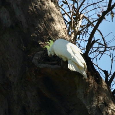 Cacatua galerita (Sulphur-crested Cockatoo) at Aranda, ACT - 24 Nov 2022 by KMcCue