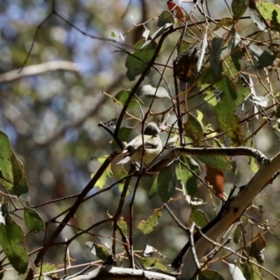 Smicrornis brevirostris (Weebill) at Aranda Bushland - 23 Nov 2022 by KMcCue