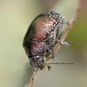 Edusella sp. (genus) at Scullin, ACT - 19 Nov 2022 02:11 PM