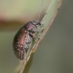 Edusella sp. (genus) at Scullin, ACT - 19 Nov 2022