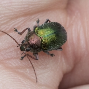 Edusella sp. (genus) at Scullin, ACT - 19 Nov 2022