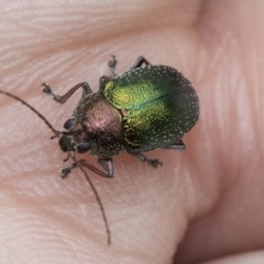 Edusella sp. (genus) (A leaf beetle) at Scullin, ACT - 19 Nov 2022 by AlisonMilton