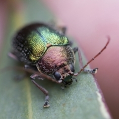 Edusella sp. (genus) at Scullin, ACT - 19 Nov 2022 02:21 PM