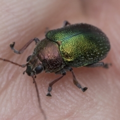 Edusella sp. (genus) at Scullin, ACT - 19 Nov 2022 02:21 PM