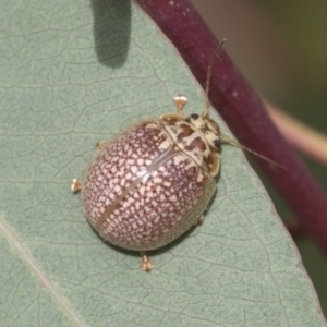 Paropsisterna decolorata at Scullin, ACT - 19 Nov 2022