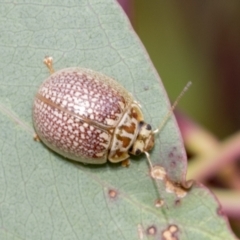 Paropsisterna decolorata at Scullin, ACT - 19 Nov 2022