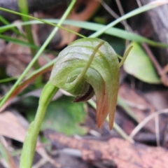 Pterostylis nutans (Nodding Greenhood) at Tidbinbilla Nature Reserve - 22 Nov 2022 by JohnBundock