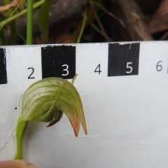 Pterostylis nutans at Paddys River, ACT - suppressed