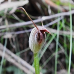 Pterostylis pedunculata (Maroonhood) at Tidbinbilla Nature Reserve - 22 Nov 2022 by JohnBundock