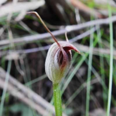 Pterostylis pedunculata (Maroonhood) at Paddys River, ACT - 22 Nov 2022 by JohnBundock