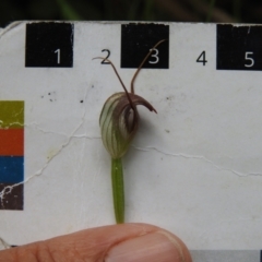 Pterostylis pedunculata at Paddys River, ACT - suppressed